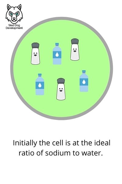Photo of a neutral cell during osmosis