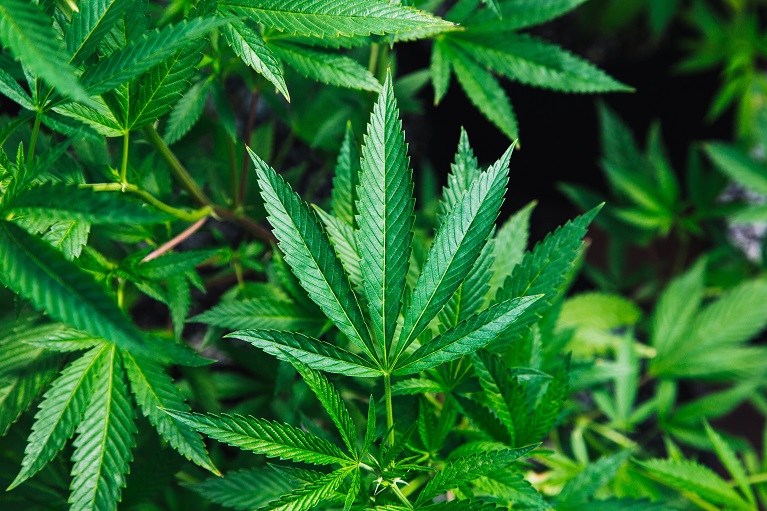 Photo of marijuana leaves